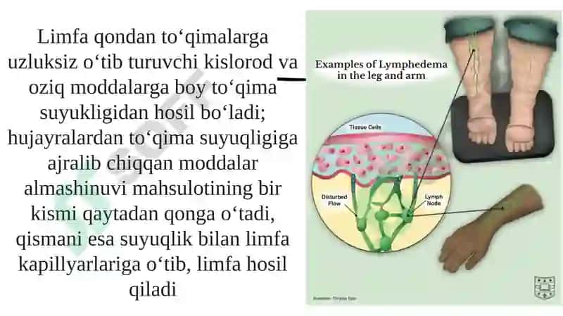 Limfaning hosil bo'lishi, tarkibi va vazifalari 5