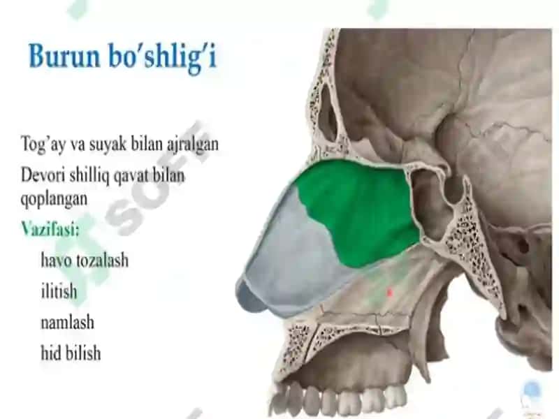 Nafastizimining yosh hususiyatlari va gigiyena 5