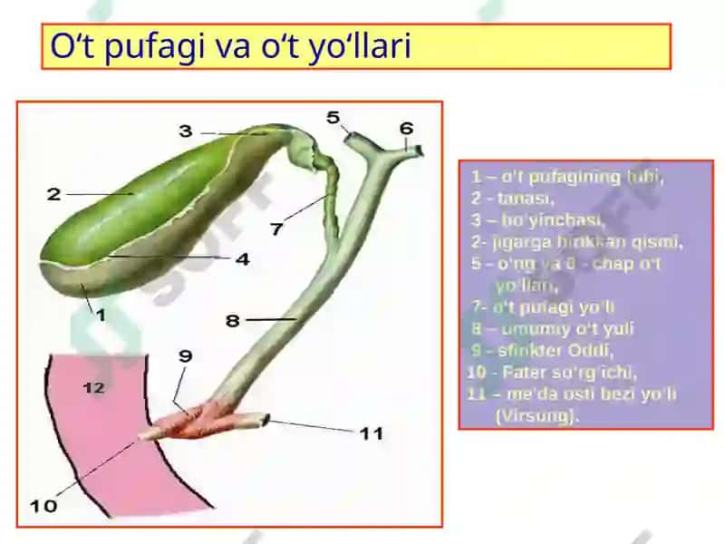 O‘t tosh kasalligi 5