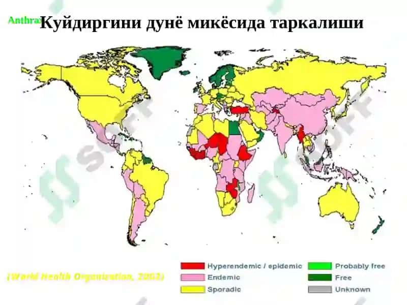 Куйдирги (Bacillus anthracis) 5
