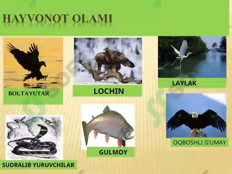 QIZIL KITOB 5