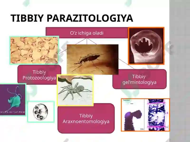 Tibbiyparazitologiya.Tibbiyprotozoologiya 5
