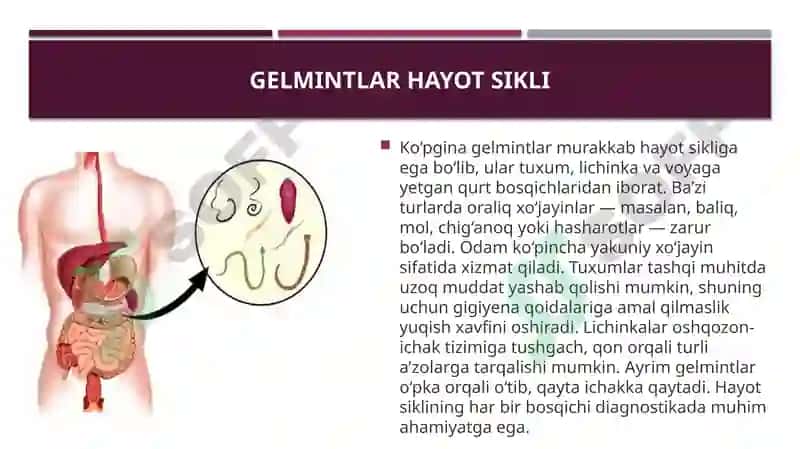 Gelmintlar odam parazitlari. Parazitlar kasalliklarning diagnostika usullari 5