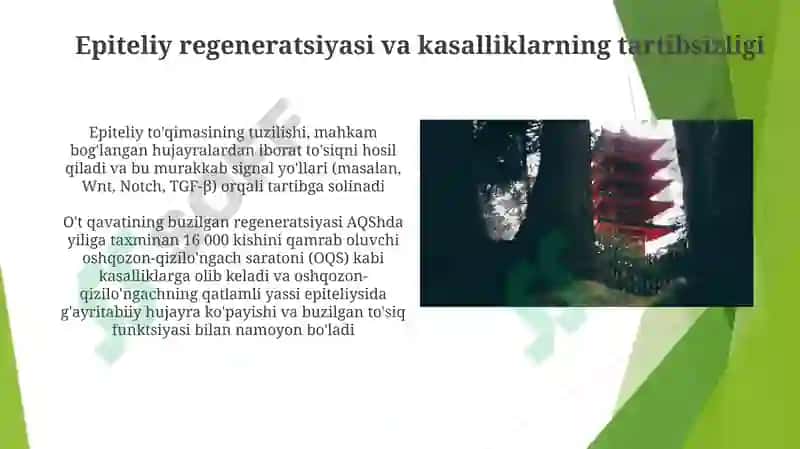 Epiteliy toʻqimasi tuzilishi va regeneratsiyasi 6