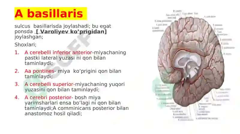 A subclavicula-O’mrov osti arteriyasi 6