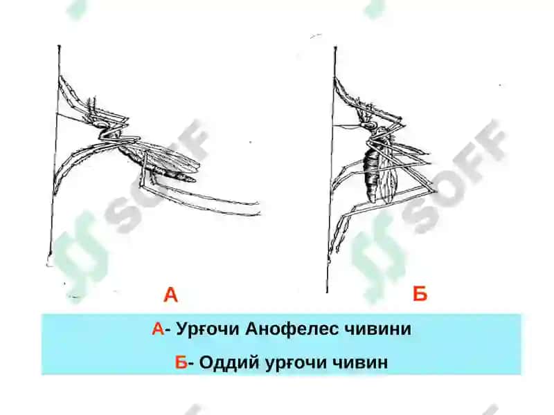 BEZGAK MALYARIYA, MALARIA 6