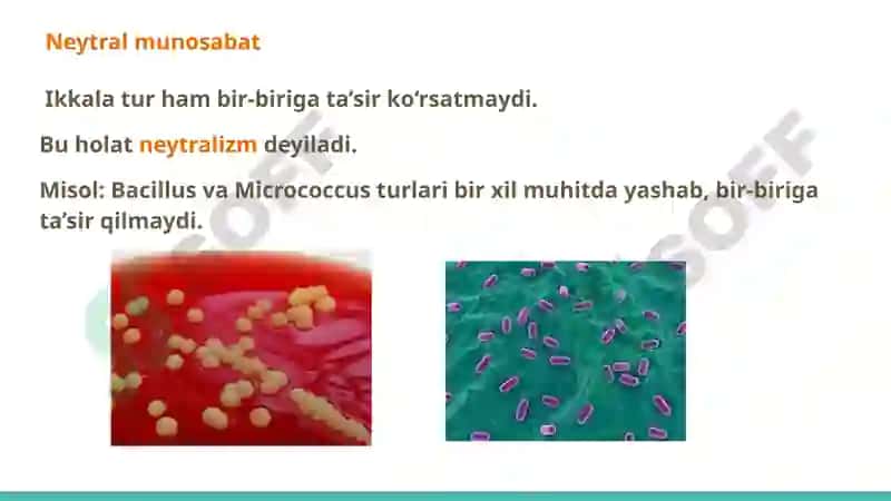 Мikroorganizmlar ekologiyasi. Inson tanasining normal mikroflorasi va uning ahamiyati va vazifalari. Disbakteriozlar 6