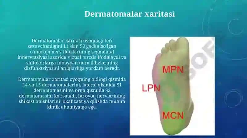 Oyoq terisini inervatsiyasi 6