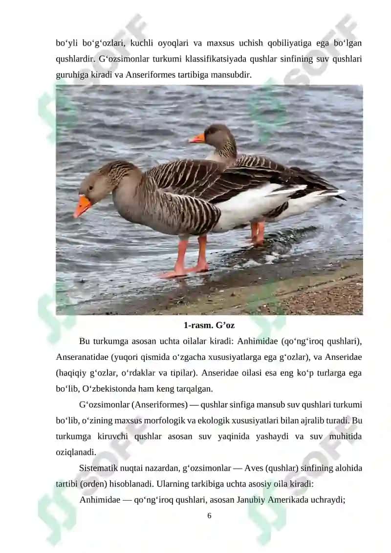 Gʻozsimon qushlarning ekologik va iqtisodiy ahamiyati 6