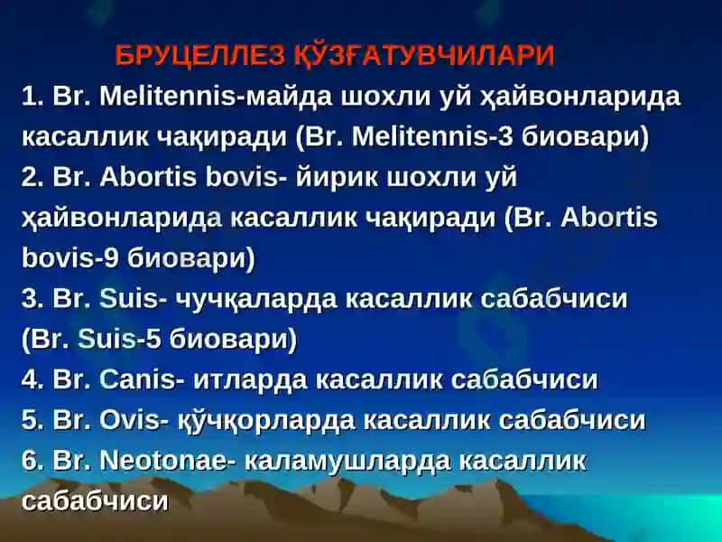 BRUTSELLYOZ 6