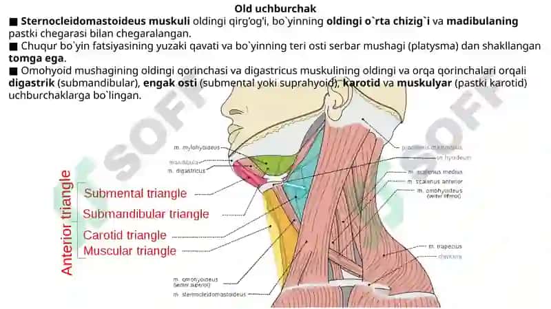 Bo’yin uchburchaklari va suyakalari, Bo’yin mushaklari. 6