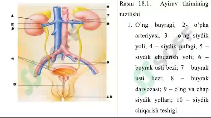 Ayiruv tizimining yoshga oid fiziologiyasi va gigienasi 6