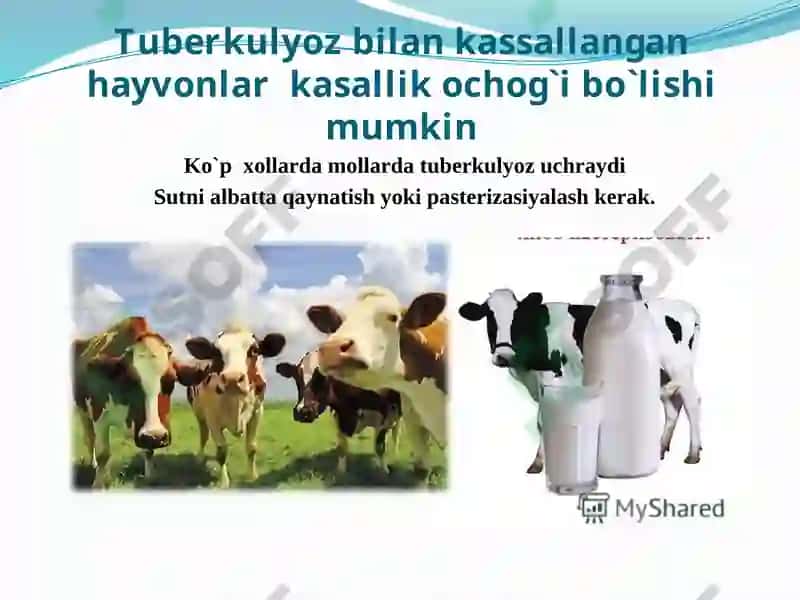 Sut, sut mahsulotlari va tuxum mikrobiologiyasi 6