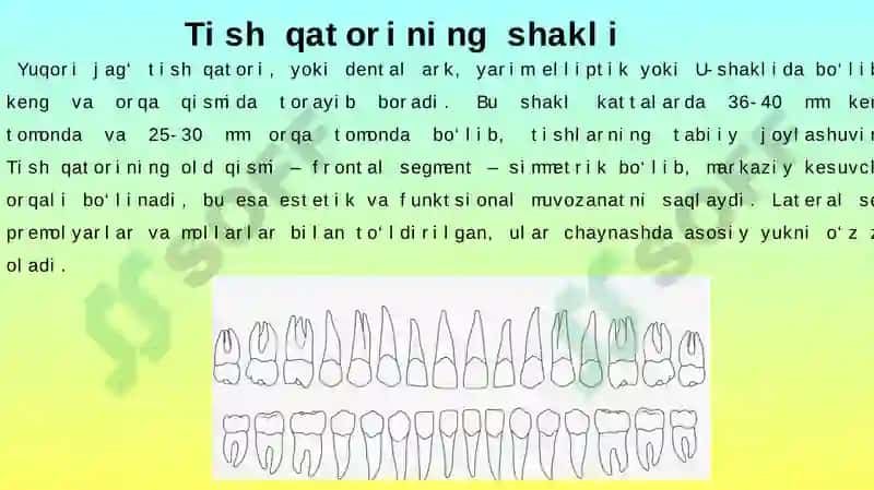 YUOQRI JAG‘ TISHLARI TUZILISHI 6