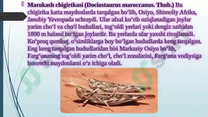 Cho’l ekotizmlari umurtqasiz hayvonot olami asosiy vakillarining ichki va tashqi tuzilishi, tuzilish 6