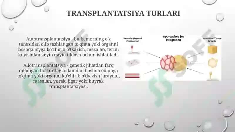 To'qimalarning regeneratsiyasi va transplantatsiyasi 6