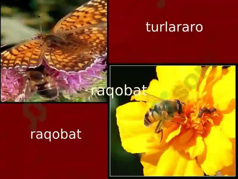 TIBBIY PARAZITOLOGIYA.PARAZITIZMNINGTIBBIYVA BIOLOGIK ASOSLARI.ODAMPARAZITLARI. 6