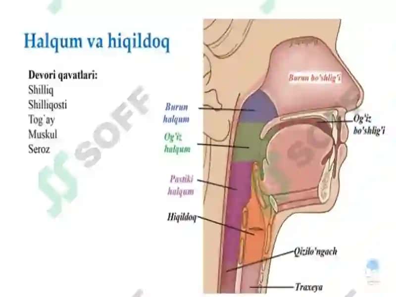 Nafastizimining yosh hususiyatlari va gigiyena 6