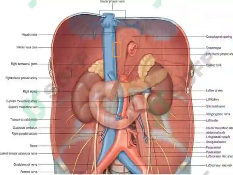 Systemaurinarium 6
