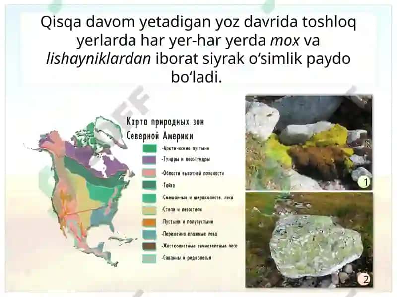 Shimoliy Amerika tabiat zonalarining tarkibi 6