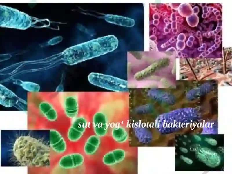 13-MA’RUZA.DON VA DON MAHSULOTLARININGMIKROBIOLOGIYASI 6