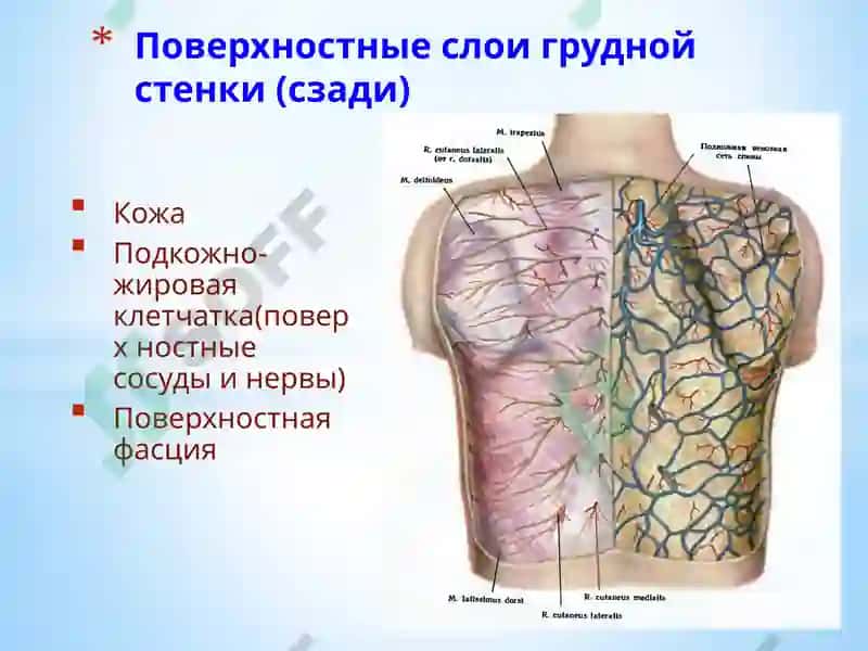 Топографическая анатомия и оперативная хирургия 6