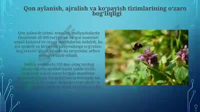 Umrutqalilar a'zolar tizimi filogenezi 6