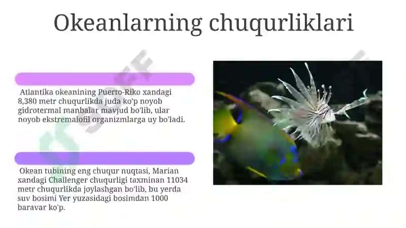 Baliqlar va dengizda yashovchilar 6
