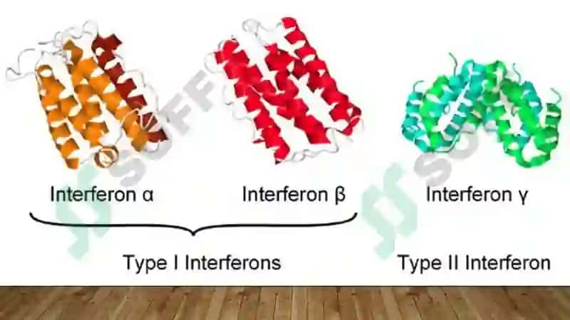 Interferon va sitokinlar sintezlanishi, ta’sir mexanizimi 6
