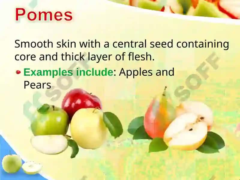 Fruits Classification 6