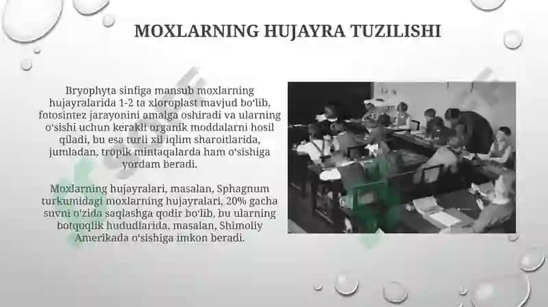Jigarrang yosunlar 6