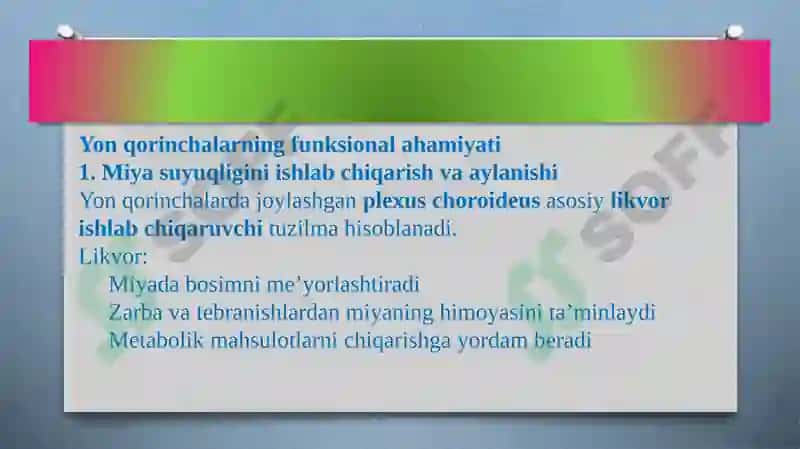 Yon qorinchalar anatomiyasi 6
