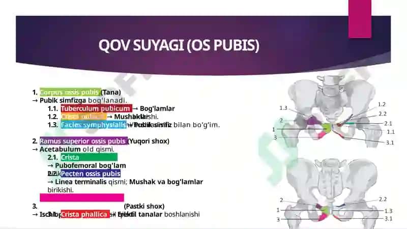 Chanoq suyagi va uning erkin suyaklari. 6