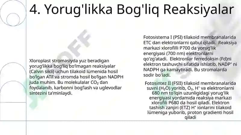 Oʻsimliklarda uglevodlar sintezi 6