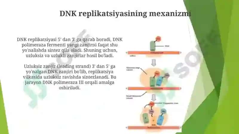 DNKstrukturasivareplikatsiyasi 6