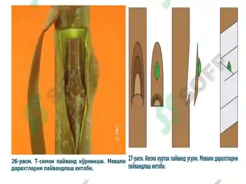 Meva Ekini Ko‘paytirishni Biologik Asoslari va Meva Ko‘chatlarini Yetishtirish 6