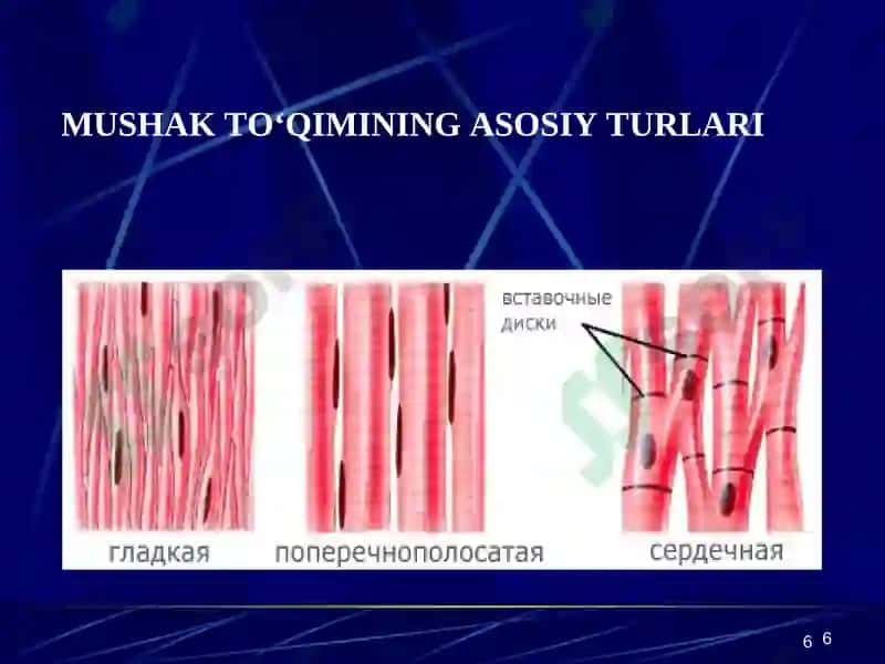 Muskullar sistemasiga umumiy tushuncha. Muskullar sistemasi klassifikatsiyasi, tuzilishi 6