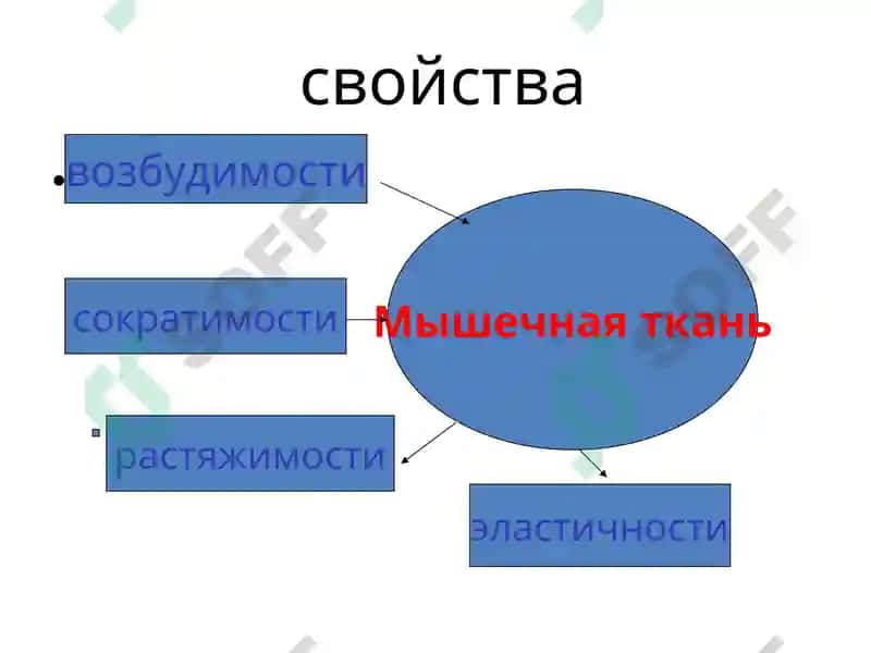 Нормальная и топографическая анатомия с курсом конституциональной типологии человека 6