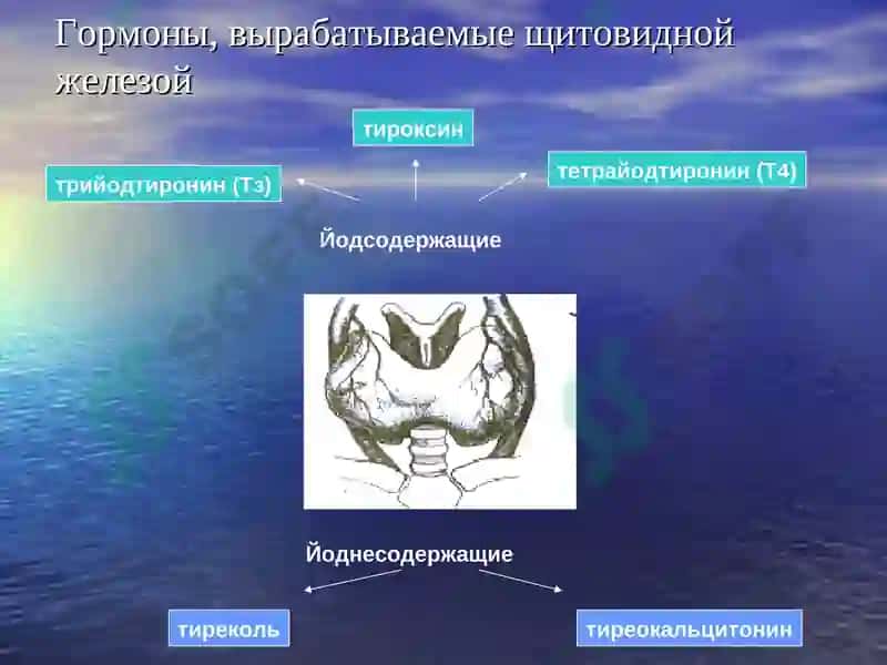 Заболевания щитовидной железы 6