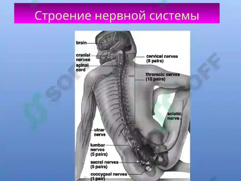 Презентация по дисциплине «Русский язык» 6