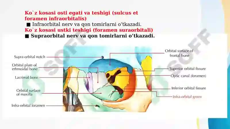 KO’Z KOSASI SUYAKLARI (OS ORBITALIS) VA NERV TAMINOTI 6