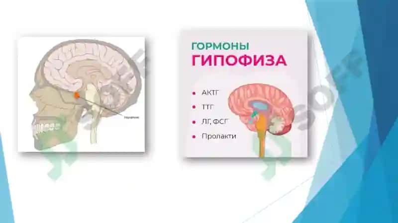 GORMONLAR VA ULARNING YOSHGA OID FUNKSIYALARI 6