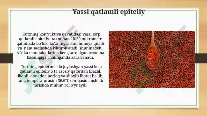Bezli epiteliysining tuzilishi va vazifalari 6