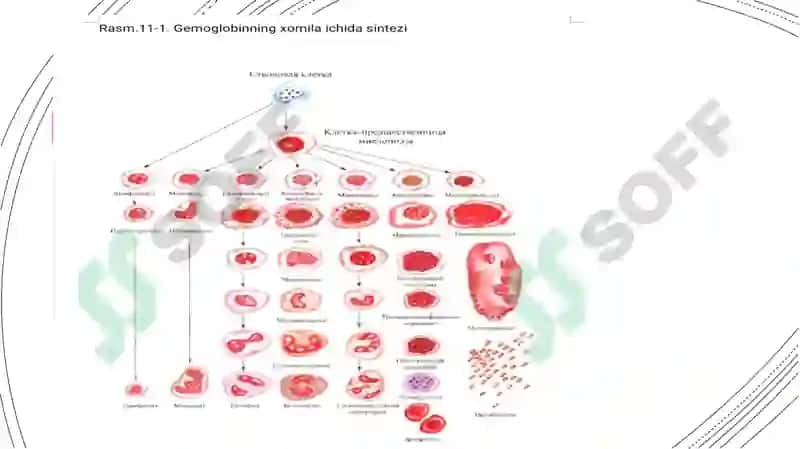 Qonyaratisha’zolarianotomik-fiziologikxususiyatlari 6