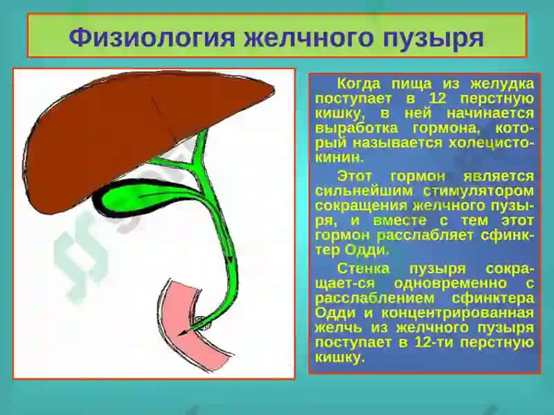 Желчнокаменная болезнь. Холециститы, диагностика и лечение 6