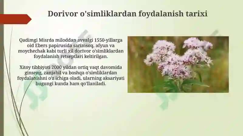 Dorivoroʻsimliklarvaularniqaytatiklashvamuhofazaetishyoʻllari 6