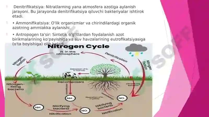 Eng muhim biogen moddalarning biogeokimyoviy sikllari 6