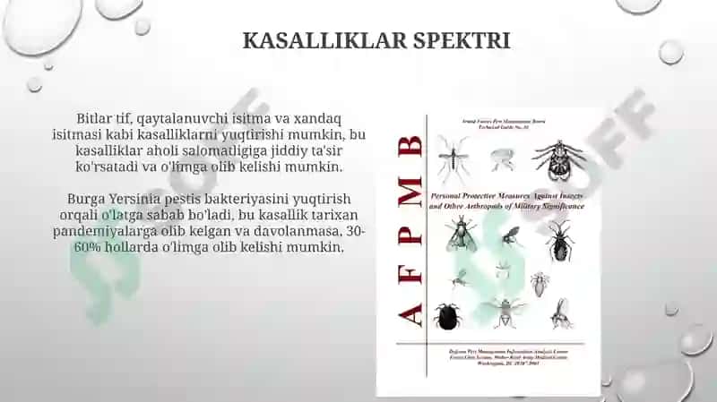 Bit burga chivin pashsha iskaptopar-tibbiyotda axamiyatga ega bolgan hasharotlar 6