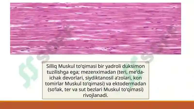 Yumshoq muskultoʻqimasining mexanik xossalari 6