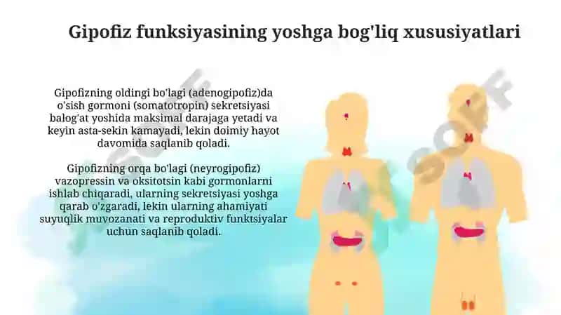 Endokrinsistemasiniyoshgabog'liqxususiyatlari 6